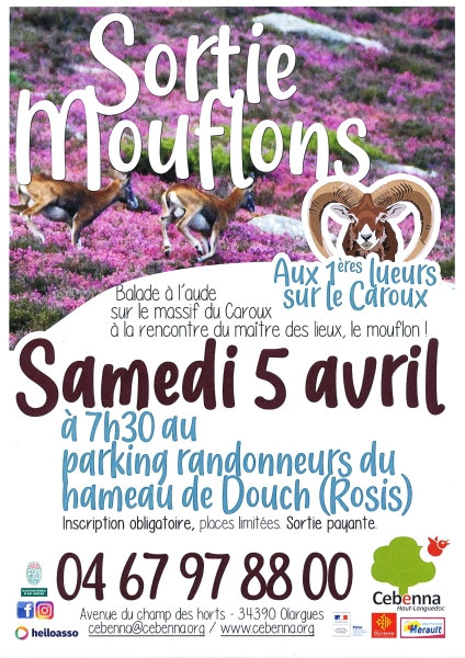 25-04-04-MOUFLON